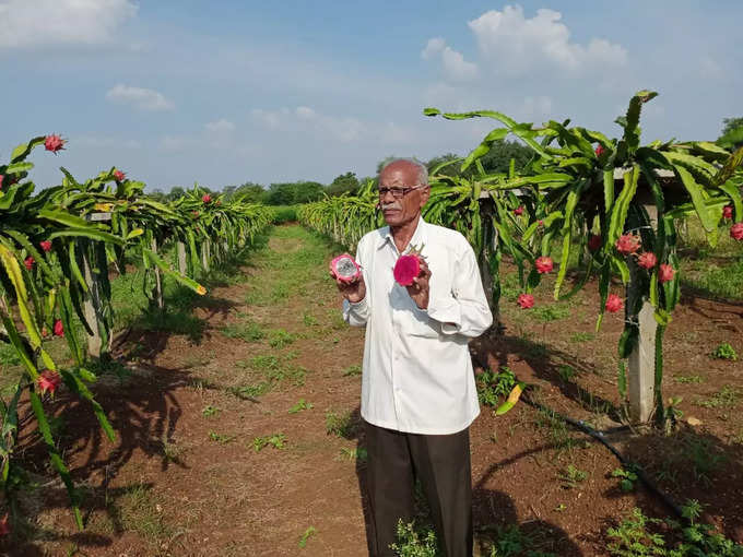 bidar dragon fruit