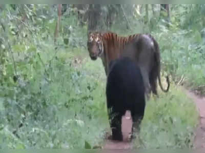 ಬೃಹತ್ ಹುಲಿ ಮತ್ತು ಕರಡಿಯ ಮುಖಾಮುಖಿ: ಬಲಶಾಲಿಗಳು ಪರಸ್ಪರ ಎದುರಾದರೂ ಮರೆಯಲಿಲ್ಲ ಕಾಡಿನ ನೀತಿ