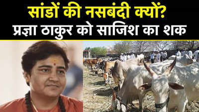 Sterilisation of Bulls: सांडों की नसबंदी के पीछे साजिश का आरोप लगाकर प्रज्ञा ठाकुर ने की जांच की मांग