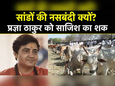 Sterilisation of Bulls: सांडों की नसबंदी के पीछे साजिश का आरोप लगाकर प्रज्ञा ठाकुर ने की जांच की मांग