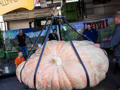 दुनिया का सबसे भारी कद्दू बना यूरोप का चैंपियन, 1200 किलो से भी ज्यादा वजन