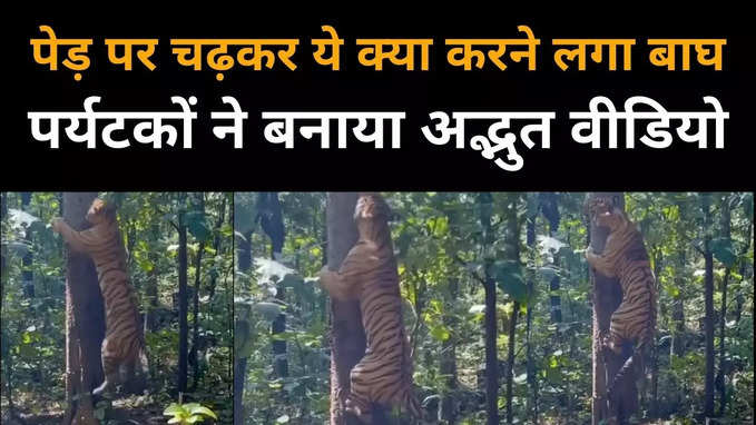 पेड़ पर चढ़कर ये क्या कर रहा बाघ, कैमरे में कैद हुआ अद्भुत नजारा