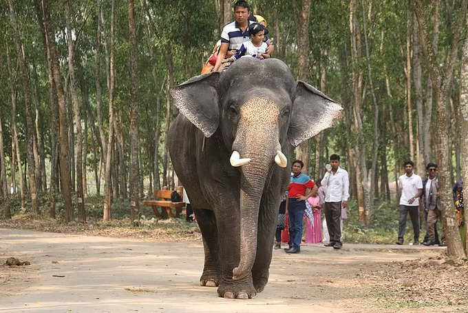 हाथी सवारी - Elephant Safari in Hindi