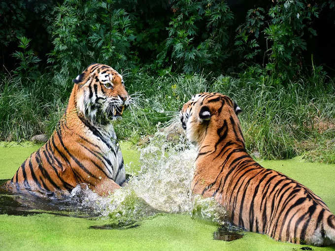 चक्रधर पर बाघों को करें स्पॉट - Spot the Tigers at Chakradhar