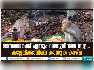 വാനരന്മാര്‍ക്ക് എന്നും വയറുനിറയെ സദ്യ... കല്ലേലിക്കാവിലെ കൗതുക കാഴ്ച