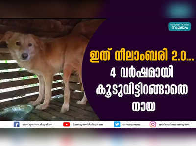 ഇത് നീലാംബരി 2.0... 4 വര്‍ഷമായി കൂടുവിട്ടിറങ്ങാതെ നായ