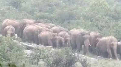 விருந்தாளிகளாக வந்துள்ள கர்நாடக யானைக் கூட்டம்... கிலியில் கிருஷ்ணகிரி!