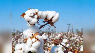 Cotton: 15 ಸಾವಿರ ರೂ. ಗಡಿ ದಾಟಿದ ಹತ್ತಿ; ಡಿಸಿಎಚ್‌ ಹತ್ತಿಗೆ 15,310, ಬಿಟಿ ಹತ್ತಿಗೆ 9389 ರೂ.