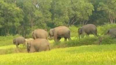 Nawada News : झारखंड के जंगल से निकला हाथियों का झुंड पहुंचा बिहार के गांव, दहशत में नवादा के ग्रामीण