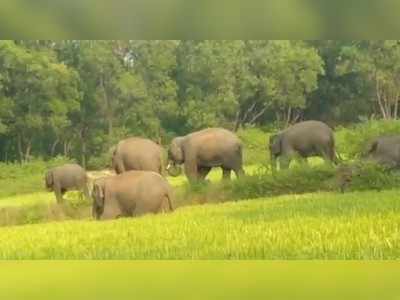 Nawada News : झारखंड के जंगल से निकला हाथियों का झुंड पहुंचा बिहार के गांव, दहशत में नवादा के ग्रामीण