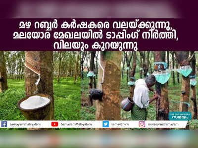 മഴ റബ്ബർ കർഷകരെ വലയ്ക്കുന്നു, മലയോര മേഖലയിൽ ടാപ്പിംഗ് നിർത്തി, വിലയും കുറയുന്നു