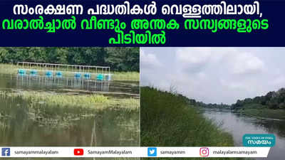 സംരക്ഷണ പദ്ധതികൾ വെള്ളത്തിലായി, വരാൽച്ചാൽ വീണ്ടും അന്തക സസ്യങ്ങളുടെ പിടിയിൽ