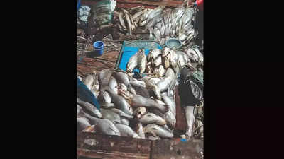 Gujarat News: गुजरात के मछुआरे का लगा 2 करोड़ का जैकपॉट, जाल में फंस गई हजारों घोल मछली