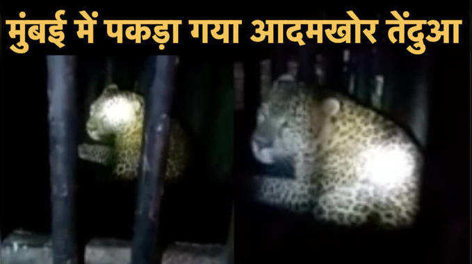 Mumbai Leopard News: वन विभाग ने मुंबई की आरे कॉलोनी से पकड़ा आदमखोर तेंदुआ