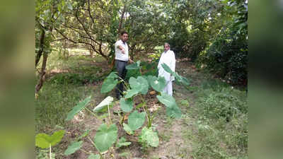 हमीरपुर: बंजर जमीन पर औषधीय पौधों की खेती कर किसान ने चमकाई तकदीर, हुआ लाखों का मुनाफा
