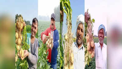Ghazipur farmers: आलू की खेती बनी मुनाफे का सौदा, गाजीपुर के किसान कर रहे हैं कॉन्‍ट्रैक्‍ट फार्मिंग