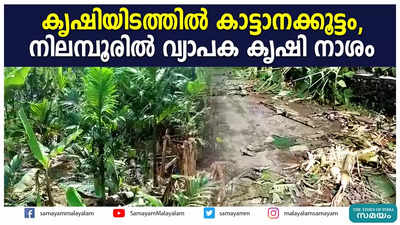 കൃഷിയിടത്തിൽ കാട്ടാനക്കൂട്ടം, നിലമ്പൂരിൽ വ്യാപക കൃഷി നാശം