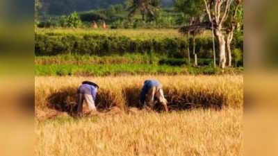 Bihar News: इस बार 3 फेज में धान खरीद की तैयारी, 1 नवंबर से होगी शुरुआत, किसानों के लिए अच्छी खबर