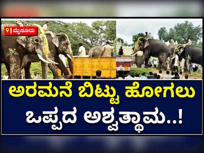 ಮೈಸೂರು ಅರಮನೆ ಬಿಟ್ಟು ಹೋಗಲು ಒಪ್ಪದ ಅಶ್ವತ್ಥಾಮ; ಅಭಿಮನ್ಯುವಿನ ತಿವಿತಕ್ಕೆ ಲಾರಿ ಹತ್ತಿದ ಆನೆ