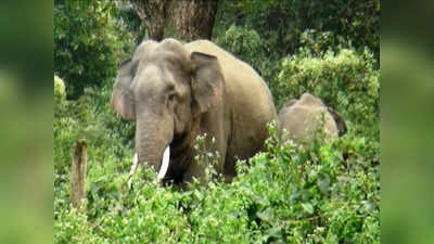 Jharkhand News: इंसान और हाथियों का टकराव रोकने के लिए सारंडा वन में अब नई तकनीक का होगा इस्तेमाल, जानिए इसके बारे में