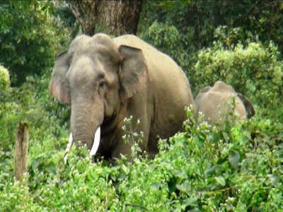 Jharkhand News: इंसान और हाथियों का टकराव रोकने के लिए सारंडा वन में अब नई तकनीक का होगा इस्तेमाल, जानिए इसके बारे में