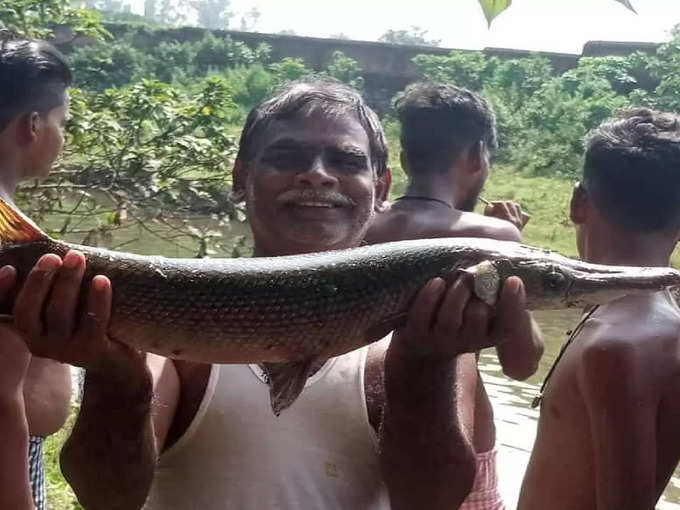 लोगों ने मछली को नाम दे दिया क्रोकोडाइल फिश