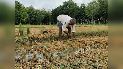 बेमौसम बारिश ने बढ़ाई किसानों की चिंता, धान की फसल को भारी नुकसान, तिलहन बुवाई भी पिछड़ेगी