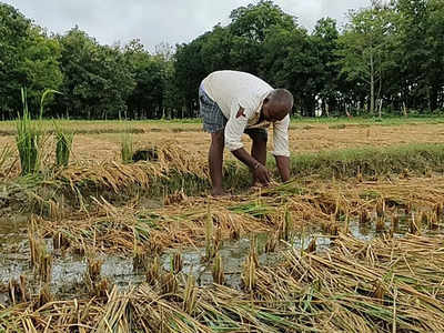 बेमौसम बारिश ने बढ़ाई किसानों की चिंता, धान की फसल को भारी नुकसान, तिलहन बुवाई भी पिछड़ेगी