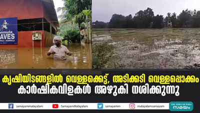 കൃഷിയിടങ്ങളിൽ വെള്ളക്കെട്ട്, അടിക്കടി വെള്ളപ്പൊക്കം കാർഷികവിളകൾ അഴുകി നശിക്കുന്നു