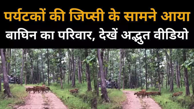 पांच शावकों के साथ जंगल घूमने निकली पाटदेव बाघिन, देखें वीडियो