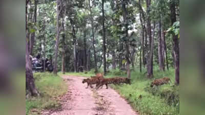 पूरे परिवार के साथ घूमने निकली बाघिन, अद्भुत नजारे को कैमरे में कैद करने से नहीं रोक पाए पर्यटक