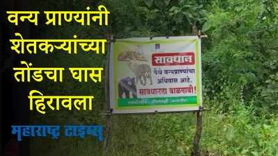 Gadchiroli : दिवसा बिबट्याची दहशत तर रात्री रानडुकरांचा हैदोस; शेतकरी हवालदिल