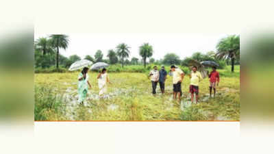 पावसामुळे ८ हजार एकर भातशेतीचे नुकसान