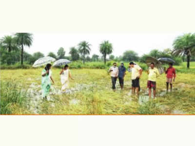 पावसामुळे ८ हजार एकर भातशेतीचे नुकसान