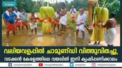 വലിയവളപ്പില്‍ ചാമുണ്ഡി വിത്തുവിതച്ചു,  വടക്കന്‍ കേരളത്തിലെ വയലില്‍ ഇനി കൃഷിപ്പണിക്കാലം