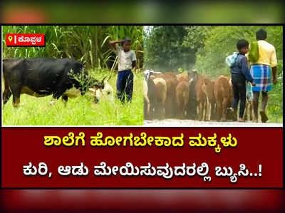 ಕೊಪ್ಪಳ: ಶಾಲೆ ಶುರು ಆದರೂ ಇನ್ನೂ ಆಡು ಕುರಿ ಮೇಯಿಸುತ್ತಿರುವ ಮಕ್ಕಳು