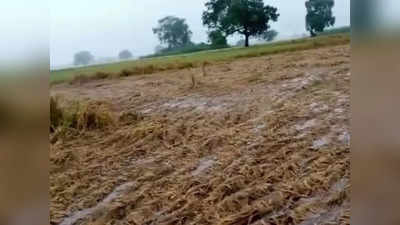 Rain ruined crop: बारिश ने बरपाया कहर, उर्द, तिल्ली, धान और मूंगफली की फसल हुई बर्बाद