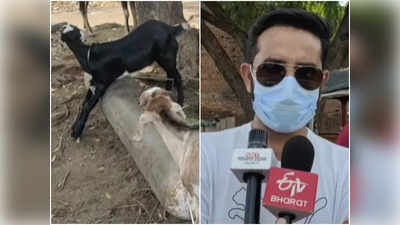 Chhatarpur News: बकरी के दूध से डेंगू के मरीजों को फायदा मिलने की फैली अफवाह, पांच से आठ गुना तक बढ़ गईं कीमतें