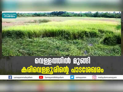 വെള്ളത്തിൽ മുങ്ങി കരിവെള്ളൂരിൻ്റെ പാടശേഖരം