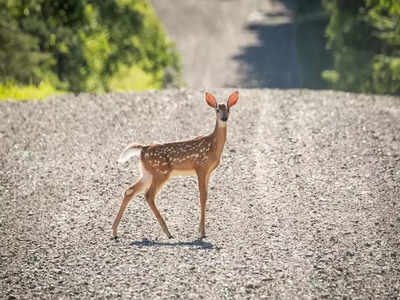 ನಂದಗುಡಿಯಲ್ಲಿ ವಾಹನಗಳ ವೇಗಕ್ಕೆ ಪ್ರಾಣಿಗಳು ಬಲಿ; ಅಧಿಕಾರಿಗಳ ಬೇಜವಾಬ್ದಾರಿಗೆ ಪ್ರಾಣಿಪ್ರಿಯರು ಕಿಡಿ!