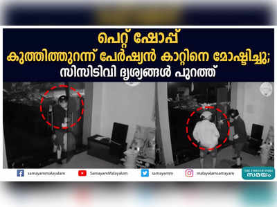 പെറ്റ് ഷോപ്പ് കുത്തിത്തുറന്ന് പേര്‍ഷ്യന്‍ കാറ്റിനെ മോഷ്ടിച്ചു; സിസിടിവി ദൃശ്യങ്ങള്‍ പുറത്ത്‌