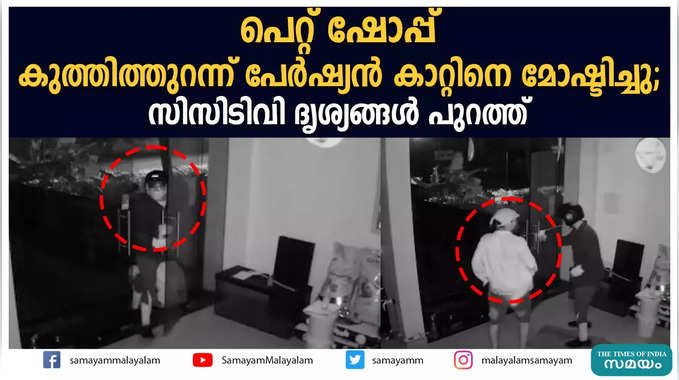 പെറ്റ് ഷോപ്പ് കുത്തിത്തുറന്ന് പേര്‍ഷ്യന്‍ കാറ്റിനെ മോഷ്ടിച്ചു; സിസിടിവി ദൃശ്യങ്ങള്‍ പുറത്ത്‌