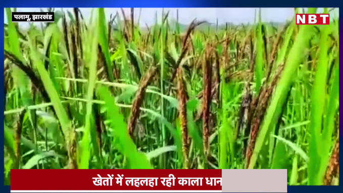 Jharkhand News : झारखंड के काले चावल, बाजार में 500 रुपये प्रति किलो तक कीमत... देखिए कैसे होती है खेती