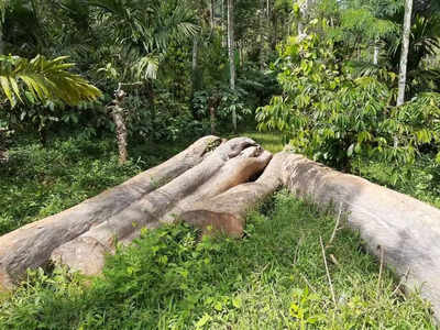 ജയില്‍ അധികൃതരെ ഭീഷണിപ്പെടുത്തി; മുട്ടില്‍ മരംമുറി കേസ് പ്രതിയെ കണ്ണൂരിലേക്ക് മാറ്റി