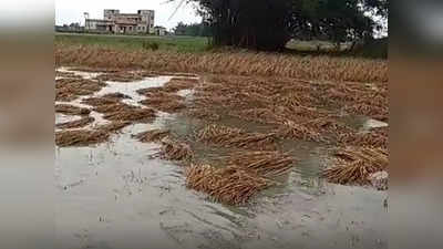 Lucknow News: बेमौसम बरसात ने तोड़ दी किसानों की कमर, खेतों में खड़ी फसल की बर्बादी से डूबी उम्मीदें