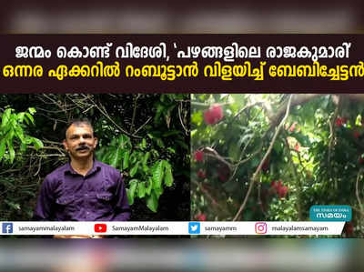 ജന്മം കൊണ്ട് വിദേശി, പഴങ്ങളിലെ രാജകുമാരി; ഒന്നര ഏക്കറിൽ റംബൂട്ടാൻ വിളയിച്ച് ബേബിച്ചേട്ടൻ