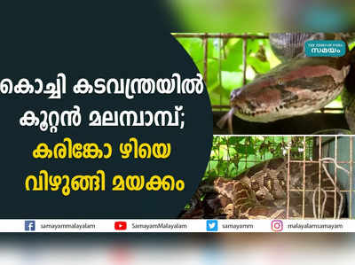 കൊച്ചി കടവന്ത്രയില്‍ കൂറ്റന്‍ മലമ്പാമ്പ്;  കരിങ്കോ‍ഴിയെ വി‍ഴുങ്ങി മയക്കം