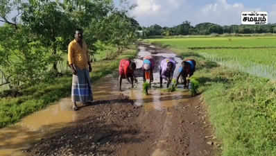 சாலை முழுவதும் சேறு சகதி ! பாட்டு பாடி நடவு பணியில் பெண்கள்!