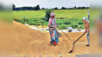 UP Paddy Procurement: यूपी में किसानों को बड़ी राहत, अब हर दिन 50 कुंतल से अधिक धान की होगी खरीद