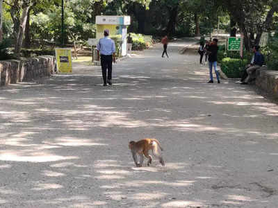 लोदी गार्डन आने वालों को डरा रहे हैं बंदर, आने वालों पर झपटा मार रहे और खाना छीन रहे हैं बंदर